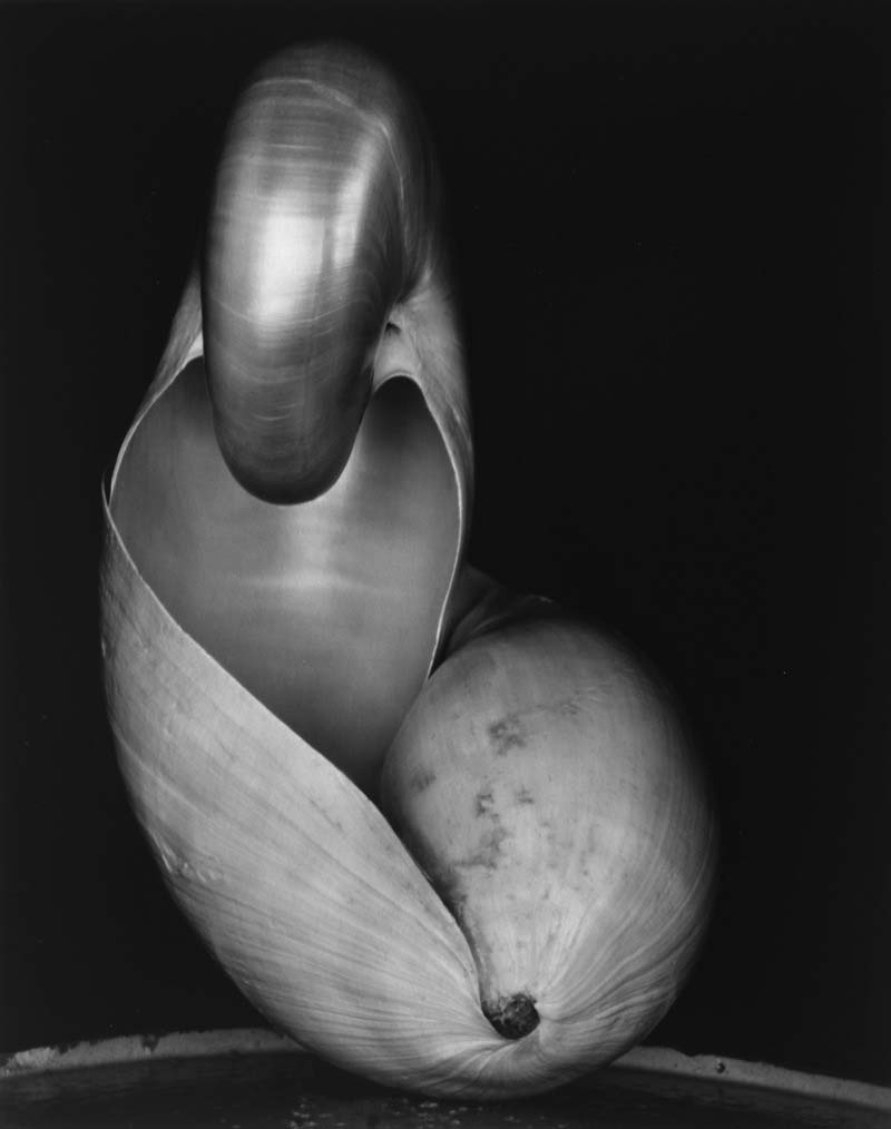 life-framer-journal-edward-weston-3